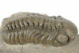 Detailed Austerops Trilobite - Ofaten, Morocco #189881-3
